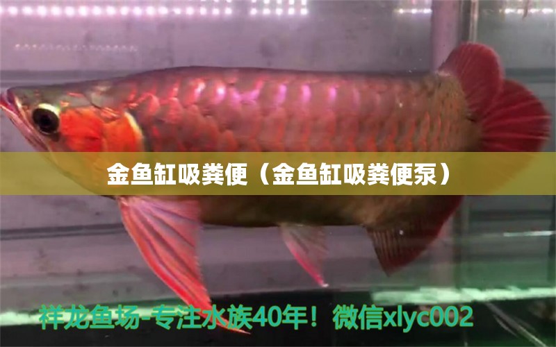 金魚缸吸糞便（金魚缸吸糞便泵） 祥龍水族醫(yī)院