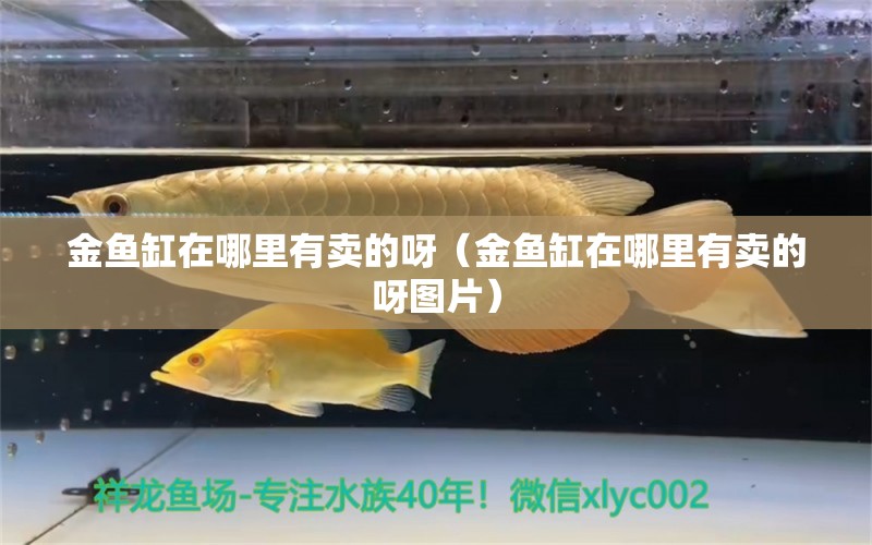 金魚缸在哪里有賣的呀（金魚缸在哪里有賣的呀圖片）