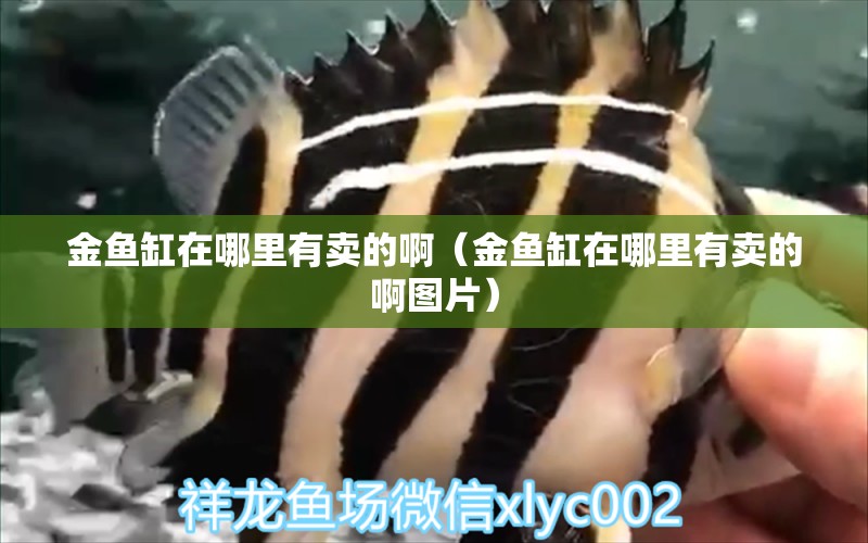 金魚(yú)缸在哪里有賣的啊（金魚(yú)缸在哪里有賣的啊圖片）