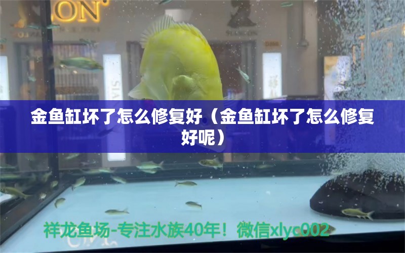 金魚(yú)缸壞了怎么修復(fù)好（金魚(yú)缸壞了怎么修復(fù)好呢）