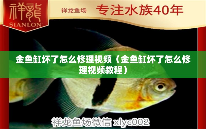 金魚缸壞了怎么修理視頻（金魚缸壞了怎么修理視頻教程） 速倍妥魚糧魚藥