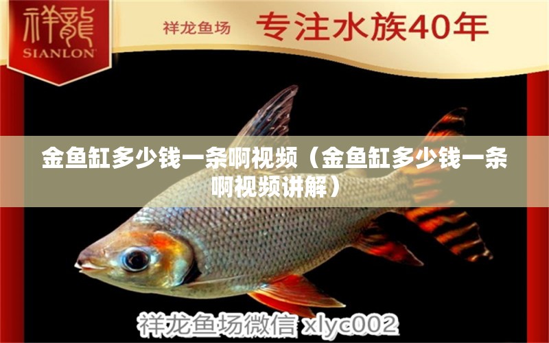 金魚缸多少錢一條啊視頻（金魚缸多少錢一條啊視頻講解） 月光鴨嘴魚苗