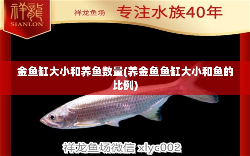 金魚(yú)缸大小和養(yǎng)魚(yú)數(shù)量(養(yǎng)金魚(yú)魚(yú)缸大小和魚(yú)的比例) 白子銀龍魚(yú)苗