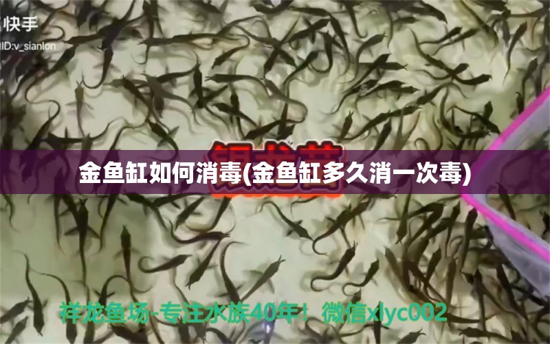 金魚缸如何消毒(金魚缸多久消一次毒) 錦鯉魚