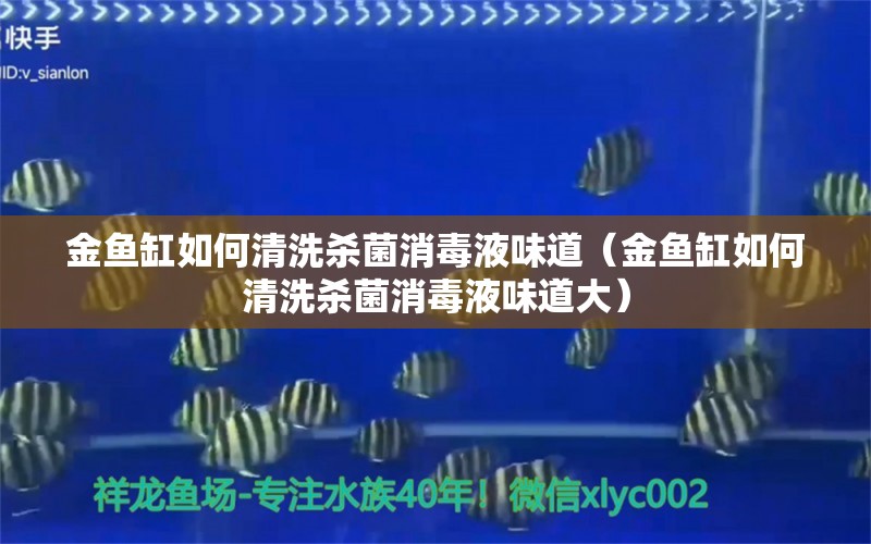 金魚(yú)缸如何清洗殺菌消毒液味道（金魚(yú)缸如何清洗殺菌消毒液味道大）