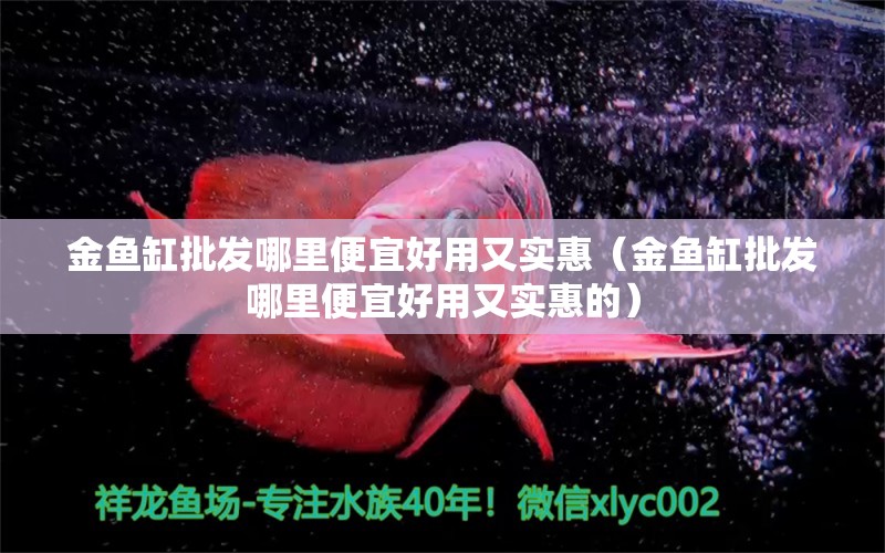 金魚缸批發(fā)哪里便宜好用又實惠（金魚缸批發(fā)哪里便宜好用又實惠的） 斑馬鴨嘴魚苗