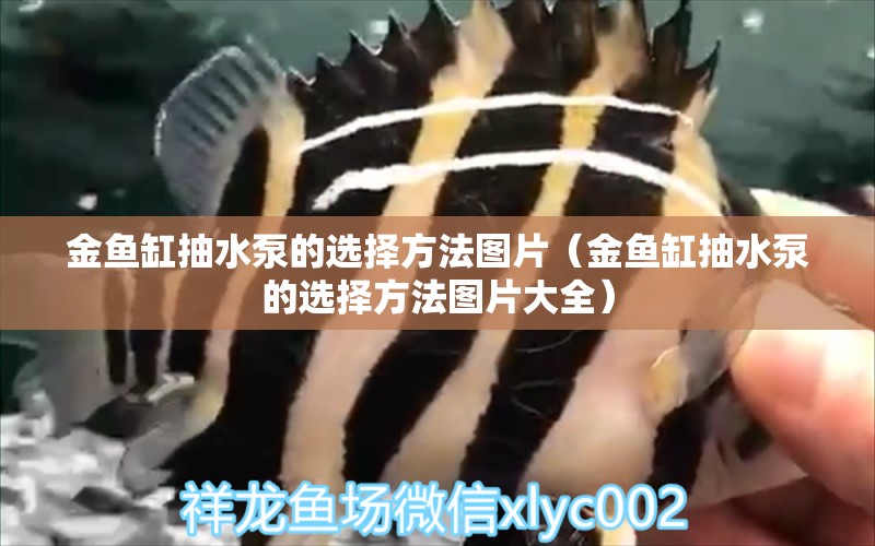 金魚(yú)缸抽水泵的選擇方法圖片（金魚(yú)缸抽水泵的選擇方法圖片大全）