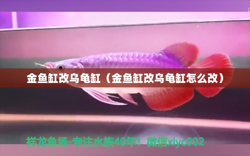 金魚缸改烏龜缸（金魚缸改烏龜缸怎么改） 烏龜