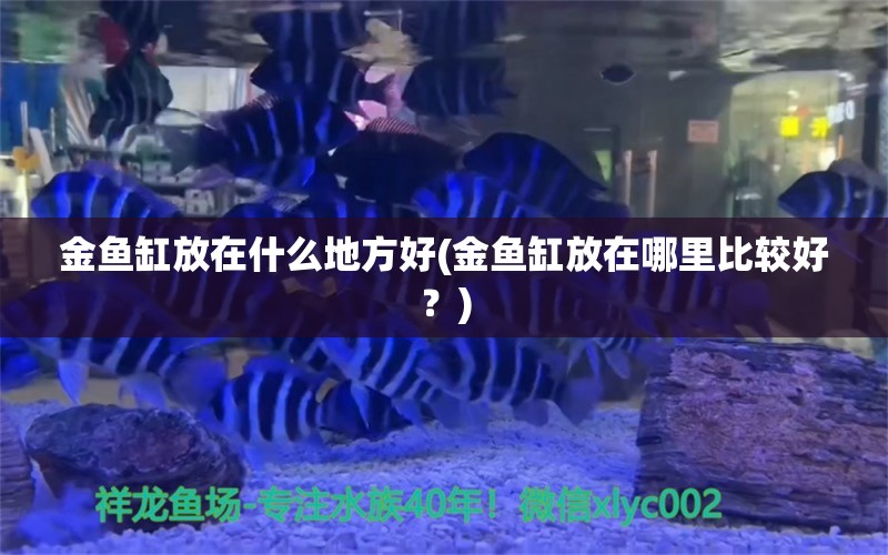 金魚缸放在什么地方好(金魚缸放在哪里比較好？) 觀賞魚市場 第1張