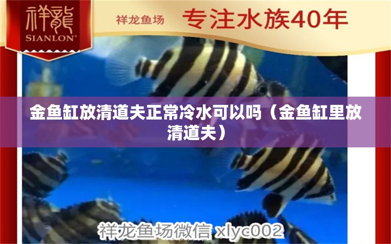 金魚缸放清道夫正常冷水可以嗎（金魚缸里放清道夫） 祥龍水族醫(yī)院