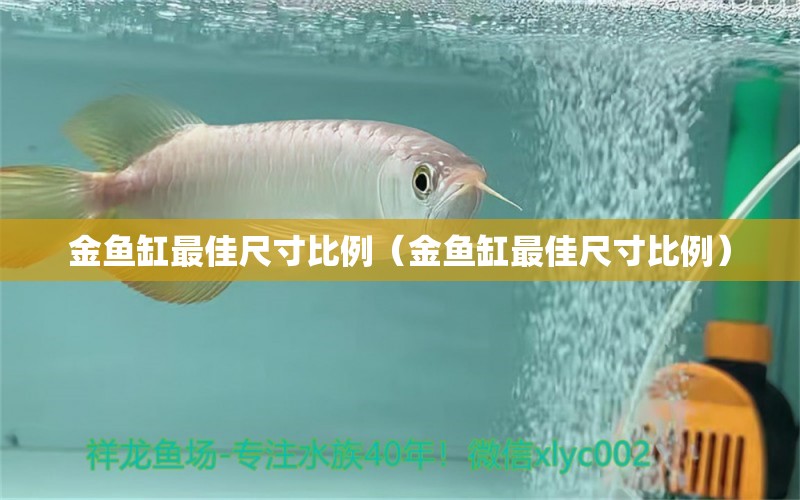 金魚缸最佳尺寸比例（金魚缸最佳尺寸比例）