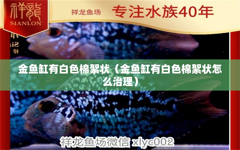 金魚缸有白色棉絮狀（金魚缸有白色棉絮狀怎么治理）