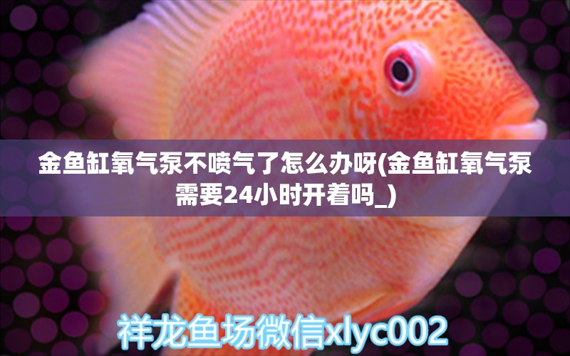 金魚缸氧氣泵不噴氣了怎么辦呀(金魚缸氧氣泵需要24小時(shí)開著嗎_) 鐵甲武士