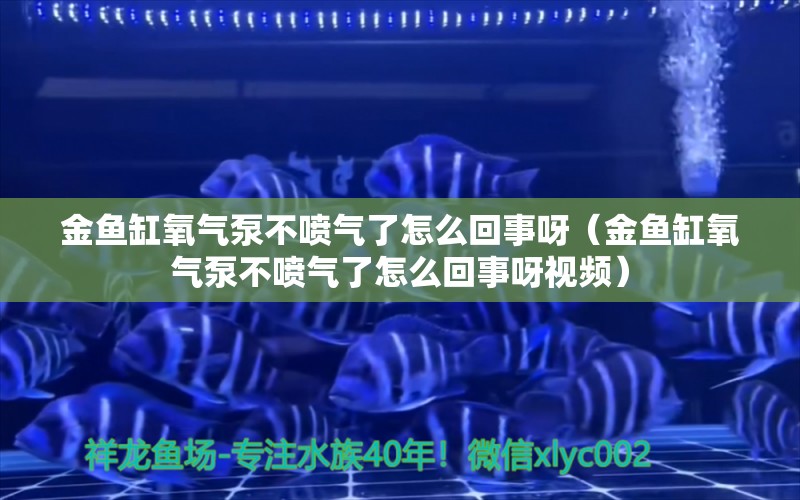 金魚缸氧氣泵不噴氣了怎么回事呀（金魚缸氧氣泵不噴氣了怎么回事呀視頻） 廣州觀賞魚魚苗批發(fā)市場