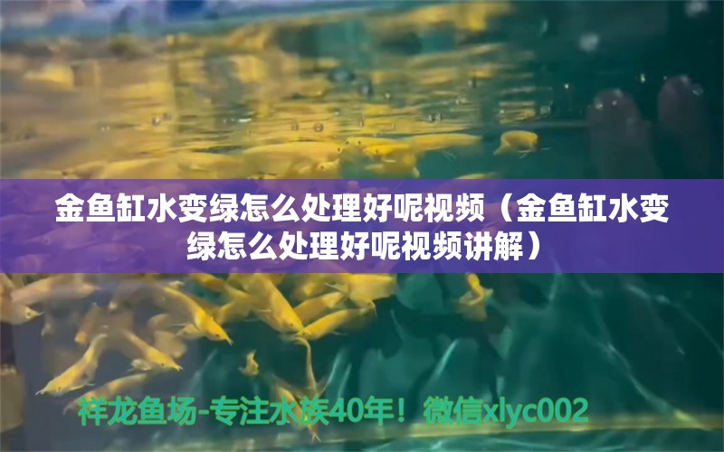 金魚缸水變綠怎么處理好呢視頻（金魚缸水變綠怎么處理好呢視頻講解）