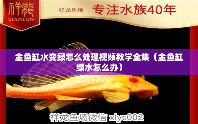 金魚缸水變綠怎么處理視頻教學(xué)全集（金魚缸綠水怎么辦）