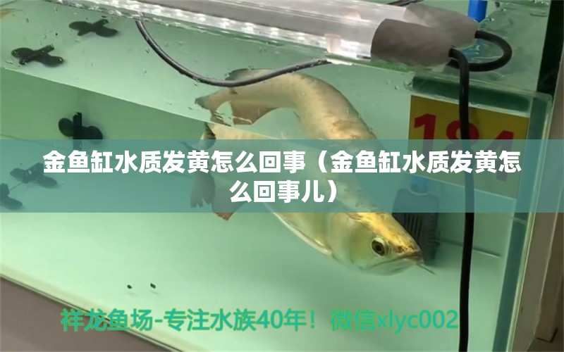 金魚缸水質(zhì)發(fā)黃怎么回事（金魚缸水質(zhì)發(fā)黃怎么回事兒）