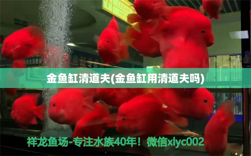 金魚缸清道夫(金魚缸用清道夫嗎) 胭脂孔雀龍魚