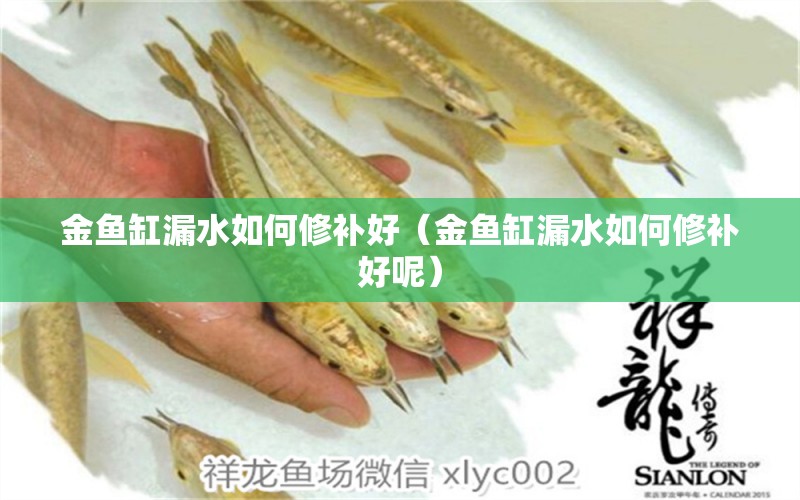 金魚缸漏水如何修補好（金魚缸漏水如何修補好呢） 祥龍水族醫(yī)院