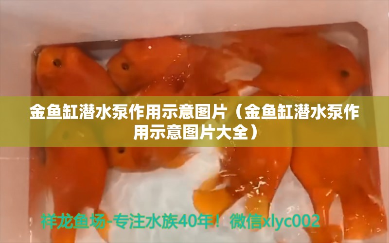 金魚缸潛水泵作用示意圖片（金魚缸潛水泵作用示意圖片大全）