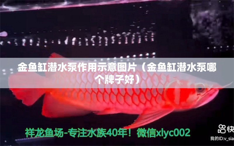 金魚缸潛水泵作用示意圖片（金魚缸潛水泵哪個牌子好）