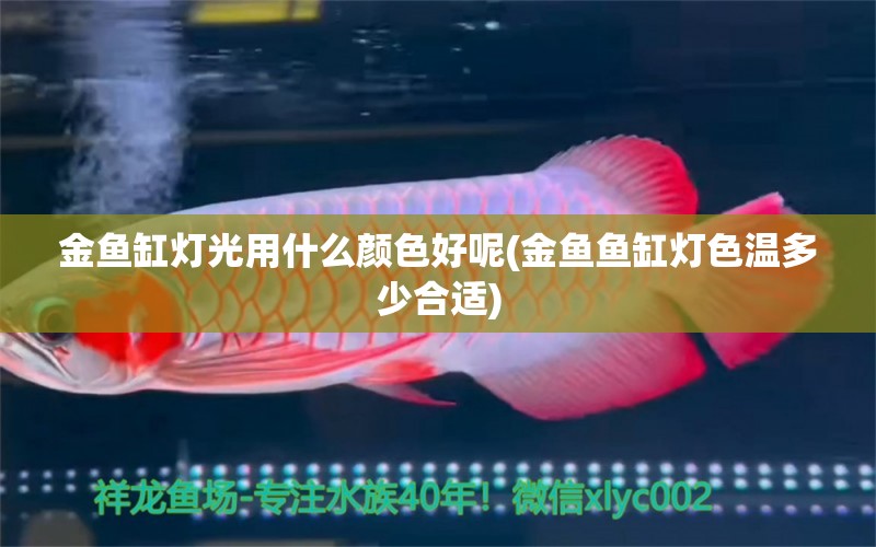 金魚缸燈光用什么顏色好呢(金魚魚缸燈色溫多少合適)