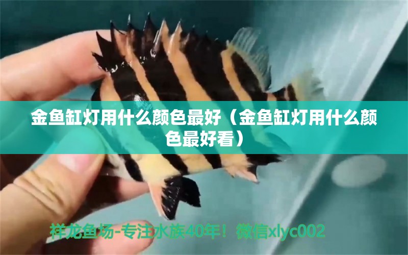 金魚缸燈用什么顏色最好（金魚缸燈用什么顏色最好看） 祥龍水族醫(yī)院