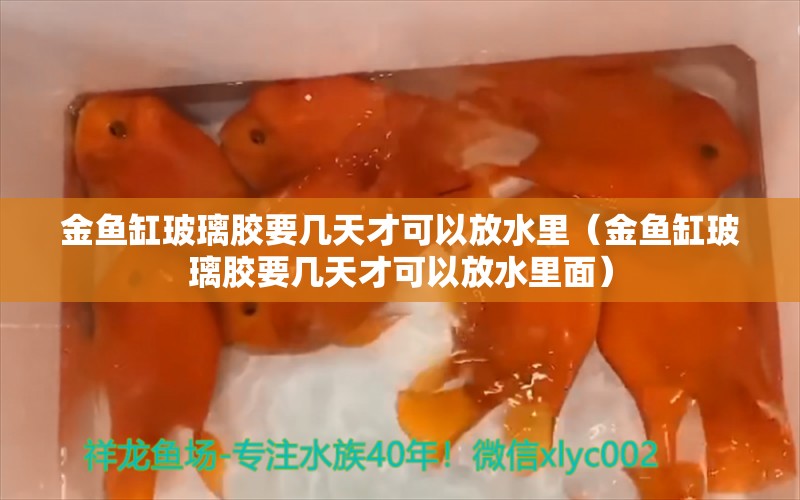 金魚缸玻璃膠要幾天才可以放水里（金魚缸玻璃膠要幾天才可以放水里面） 祥龍水族醫(yī)院