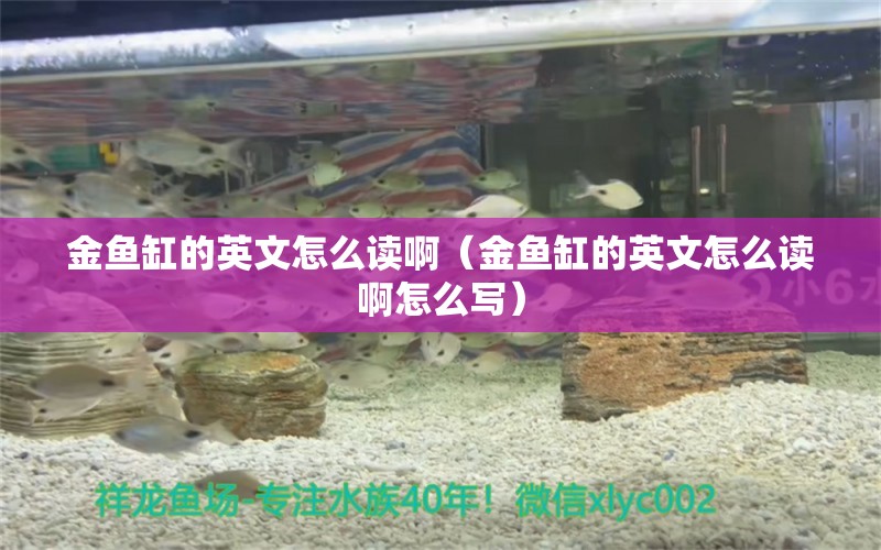 金魚(yú)缸的英文怎么讀?。ń痿~(yú)缸的英文怎么讀啊怎么寫(xiě)）