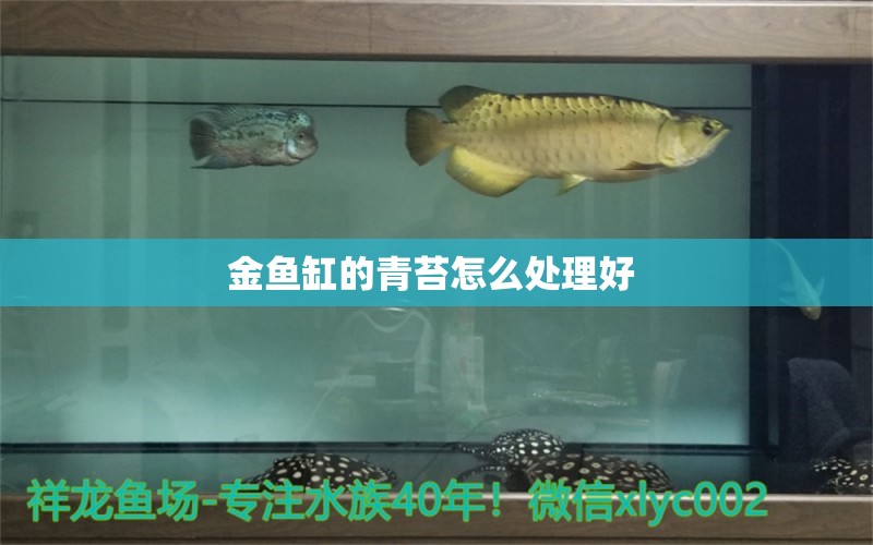 金魚缸的青苔怎么處理好 