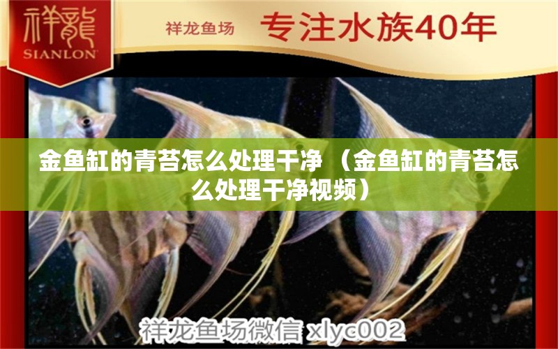 金魚缸的青苔怎么處理干凈 （金魚缸的青苔怎么處理干凈視頻）