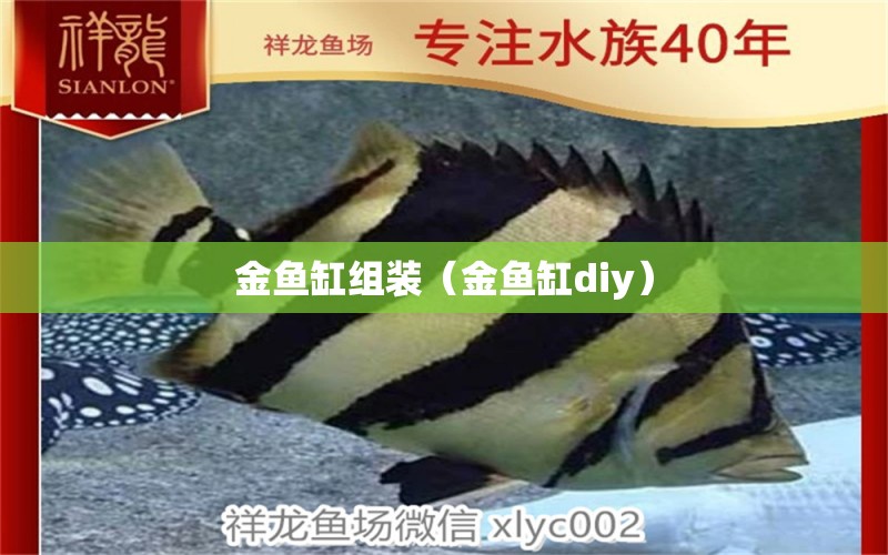 金魚缸組裝（金魚缸diy） 廣州觀賞魚批發(fā)市場