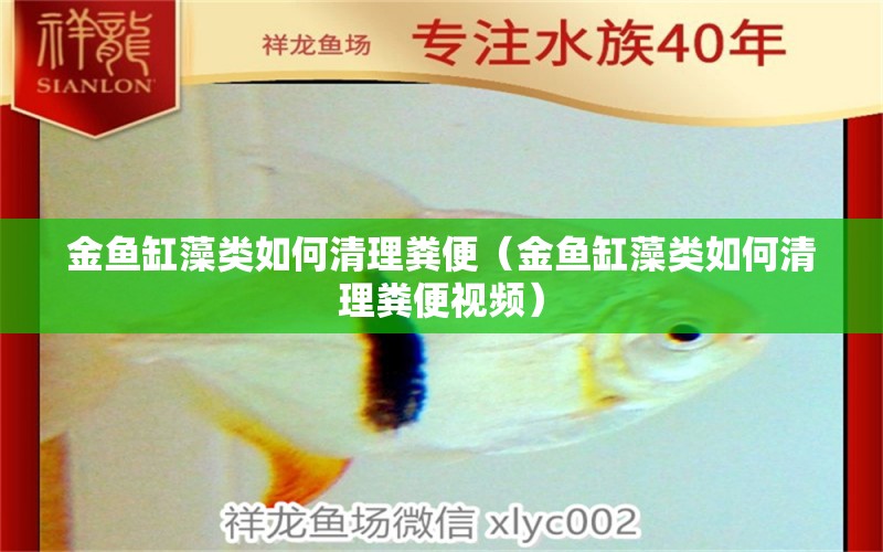 金魚缸藻類如何清理糞便（金魚缸藻類如何清理糞便視頻） 觀賞魚市場（混養(yǎng)魚）