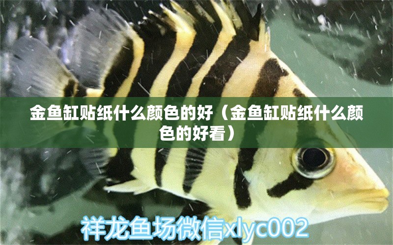 金魚缸貼紙什么顏色的好（金魚缸貼紙什么顏色的好看） 祥龍水族醫(yī)院