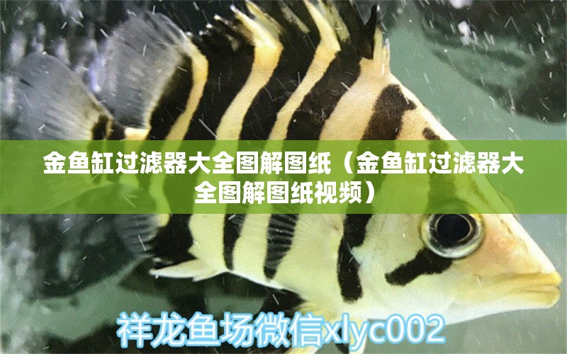 金魚缸過濾器大全圖解圖紙（金魚缸過濾器大全圖解圖紙視頻） 印尼四紋虎