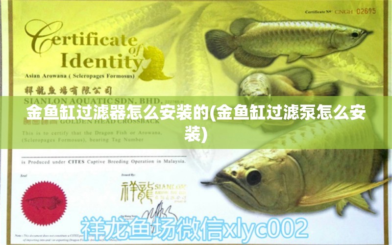 金魚缸過濾器怎么安裝的(金魚缸過濾泵怎么安裝) 錦鯉池魚池建設(shè)