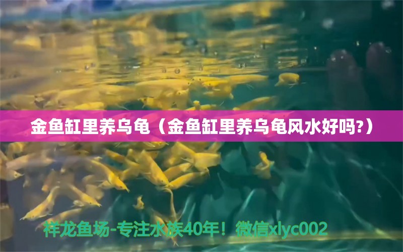 金魚缸里養(yǎng)烏龜（金魚缸里養(yǎng)烏龜風(fēng)水好嗎?）