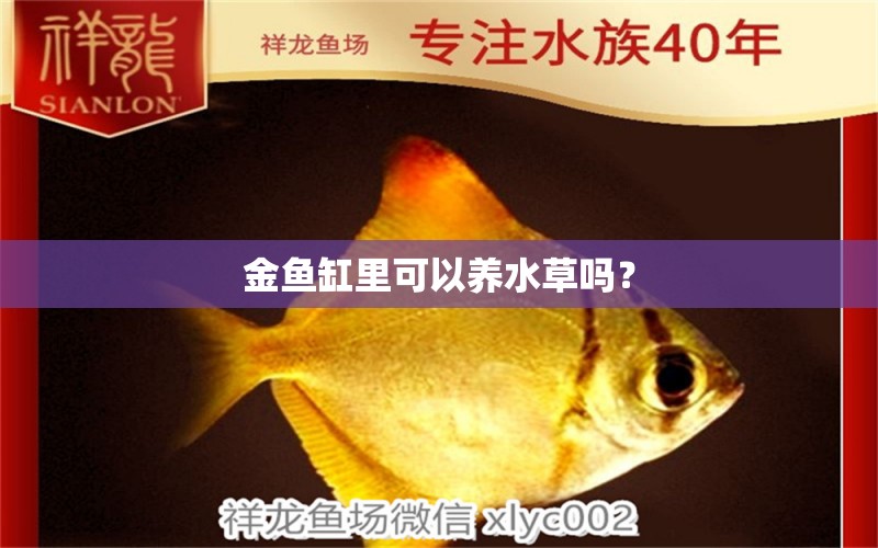 金魚缸里可以養(yǎng)水草嗎？ 水草