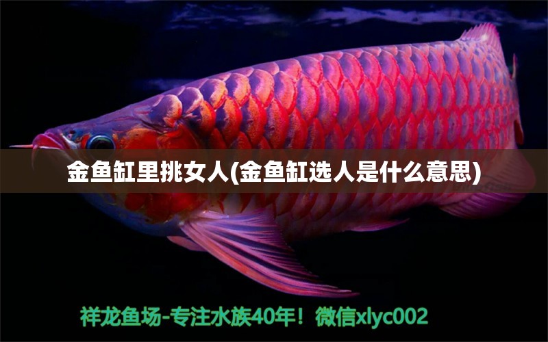 金魚缸里挑女人(金魚缸選人是什么意思) 錦鯉魚