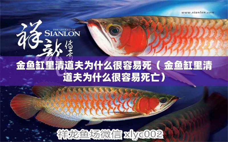 金魚缸里清道夫為什么很容易死（ 金魚缸里清道夫為什么很容易死亡） 紅老虎魚 第1張