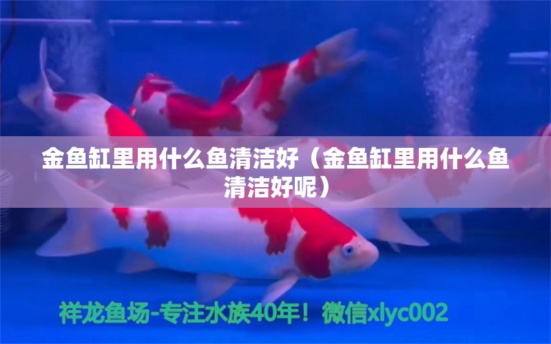 金魚缸里用什么魚清潔好（金魚缸里用什么魚清潔好呢）