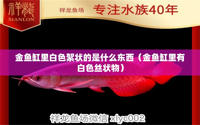 金魚缸里白色絮狀的是什么東西（金魚缸里有白色絲狀物） 女王大帆魚苗