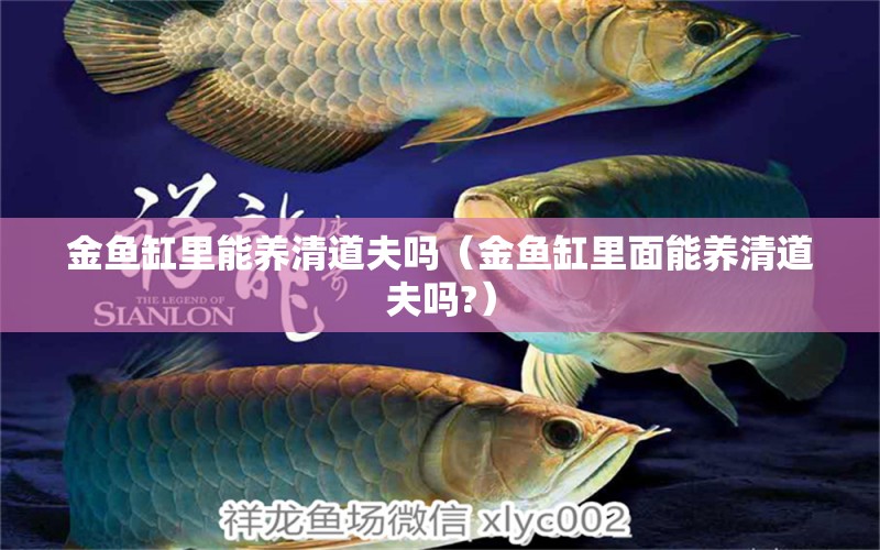 金魚缸里能養(yǎng)清道夫嗎（金魚缸里面能養(yǎng)清道夫嗎?）