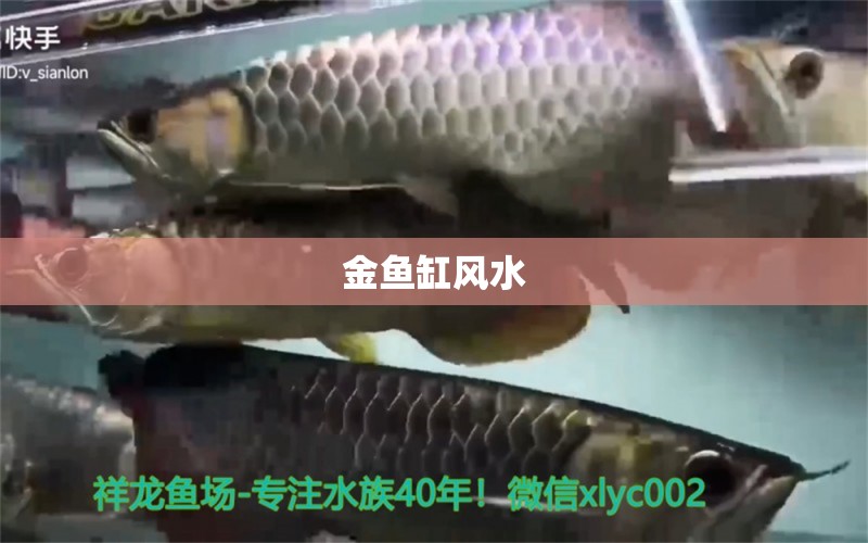 金魚缸風(fēng)水