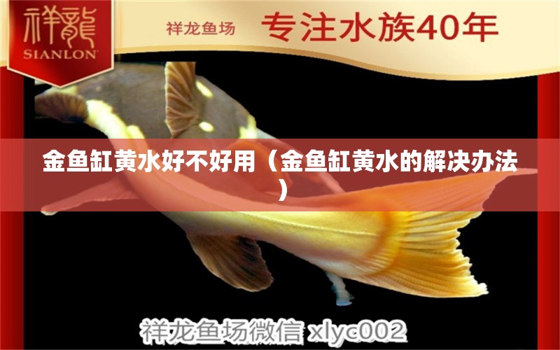 金魚缸黃水好不好用（金魚缸黃水的解決辦法） 紅魔王銀版魚