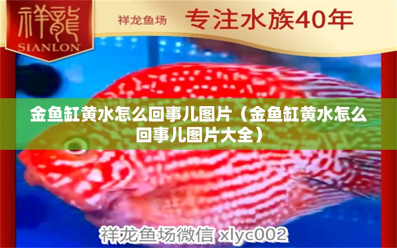 金魚缸黃水怎么回事兒圖片（金魚缸黃水怎么回事兒圖片大全）