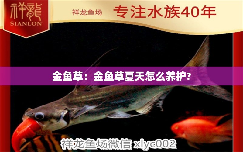 金魚草：金魚草夏天怎么養(yǎng)護(hù)?