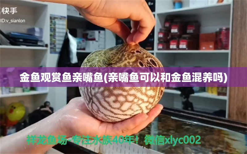 金魚觀賞魚親嘴魚(親嘴魚可以和金魚混養(yǎng)嗎) 錦鯉飼料