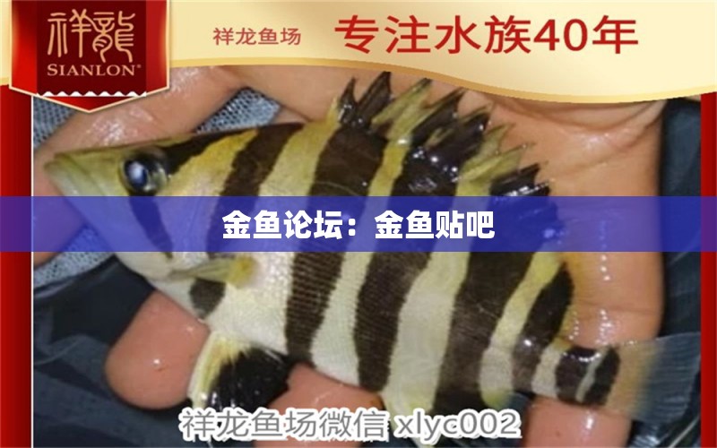 金魚論壇：金魚貼吧