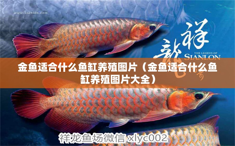 金魚適合什么魚缸養(yǎng)殖圖片（金魚適合什么魚缸養(yǎng)殖圖片大全） 白子銀龍魚苗